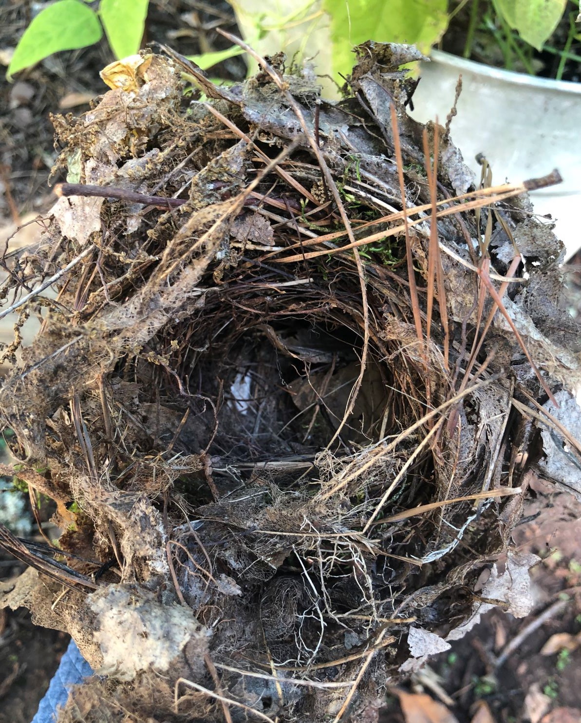 Locryn Finds a Bird’s Nest