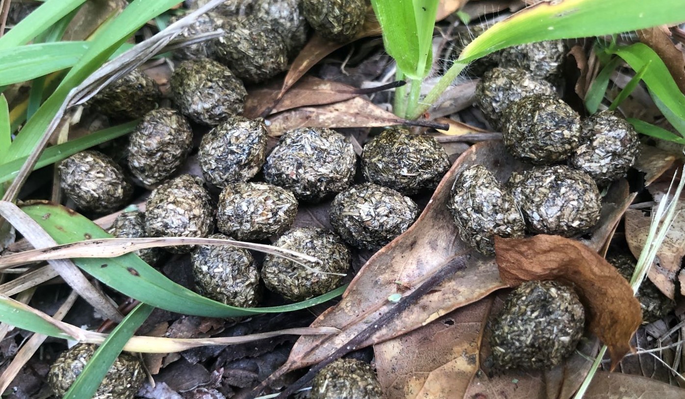 Name that Scat