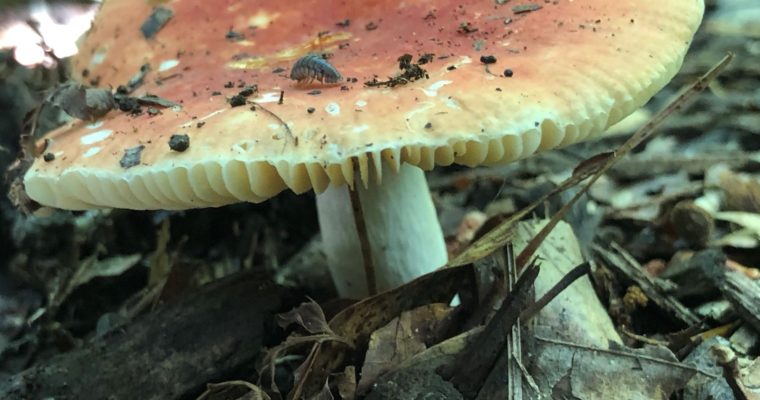 Russula Mushrooms