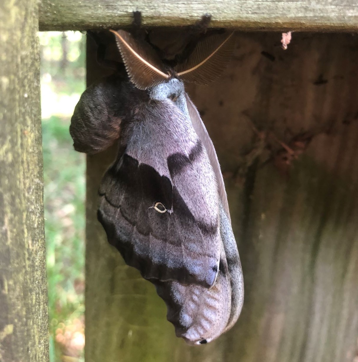Moth or Butterfly? Locryn finds a Silk Moth